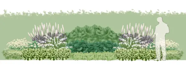 En illustration av en trädgårdsdesign med gamla trädgårdsväxter som astilbe, funkia och löjtnantshjärta. En siluett av en person visar skalan.