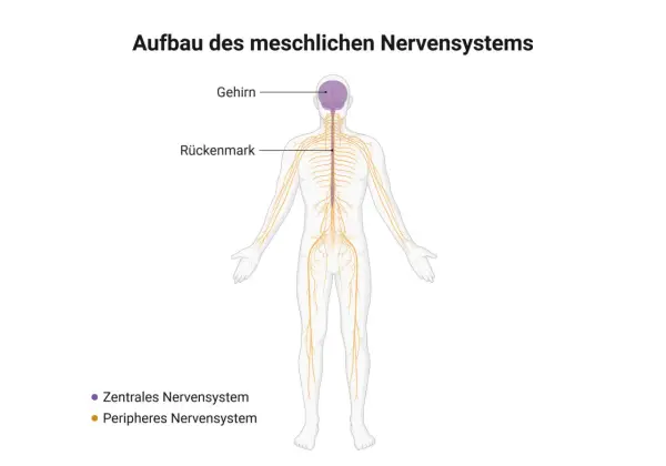 Schema des menschlichen Nervensystems: Gehirn und Rückenmark bilden das zentrale Nervensystem, das sich durch den ganzen Körper zieht.