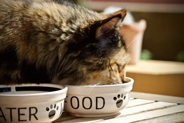 Chat mangeant des croquettes sans céréales. Avis vétérinaire : une alimentation saine pour votre félin.