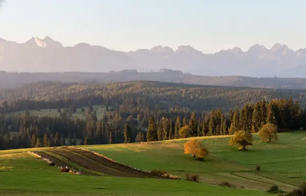 Malowniczy punkt widokowy na Tatry. Zielone wzgórza, lasy i pasące się zwierzęta w jesiennym słońcu.