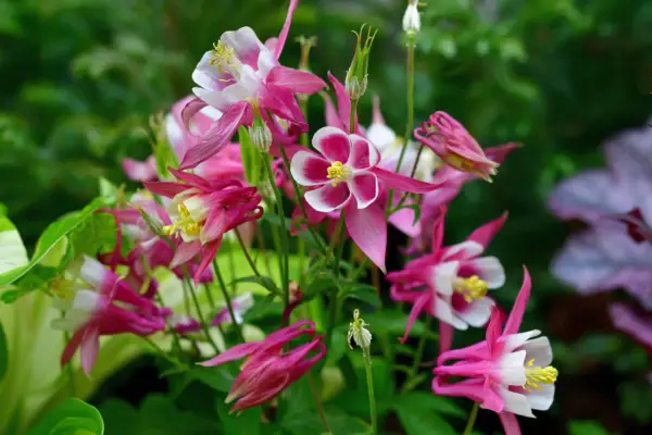 A cluster of pink and white columbine flowers, showcasing their unique spurred petals. These beauties thrive with proper columbine plant care, enjoying well-drained soil and partial shade.