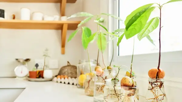 Semillas de aguacate en frascos con agua, mostrando raíces y brotes verdes. Un proyecto para plantar aguacate en casa.
