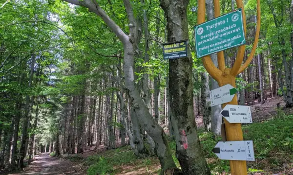 Leśna ścieżka prowadzi do Hali Krupowej. Znaki wskazują drogę, a tablice informują o ostoi zwierząt i monitoringu.