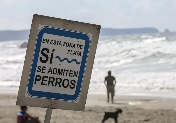 Cartel en la playa: "Sí, se admiten perros". Un hombre y su perro disfrutan de la playa para perros cerca.