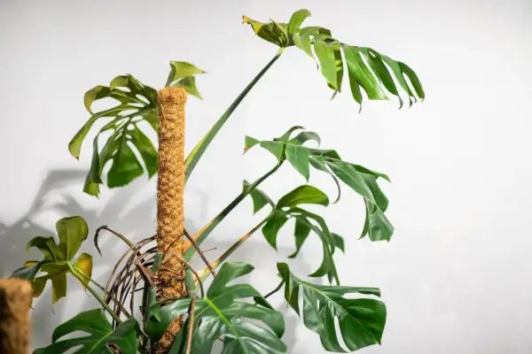 Monstera wsparta na paliku kokosowym, który stanowi idealną podporę do monstery, pozwalając jej piąć się w górę.