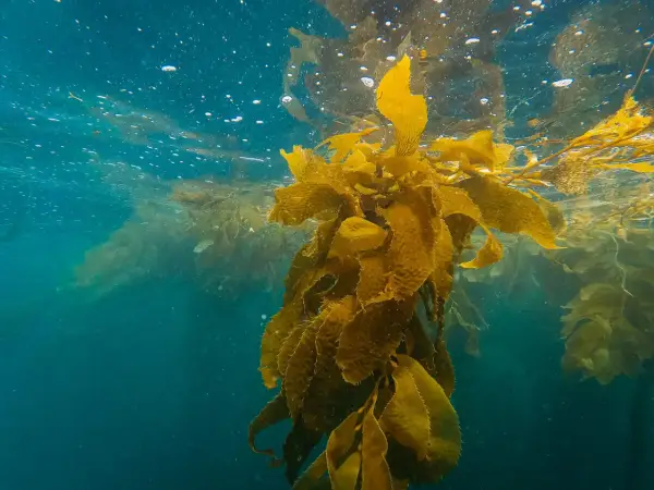 Vattenytan med bubblor och solljus som bryter igenom. En stor kelp-växt svävar i det blå vattnet, dess blad är gyllene. Kelp kan ha biverkningar, men denna syn är vacker.