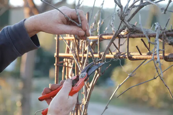 Main d'un jardinier taillant une vigne grimpante avec un sécateur orange, sur un support rouillé.