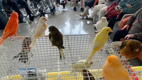 Canarini di vari colori, arancioni, gialli, bianchi e verdi, in gabbia. Forse un momento di accoppiamento canarini.