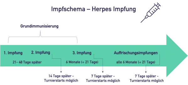 Schema für die Herpes Impfung bei Pferden: Grundimmunisierung mit 3 Impfungen, danach Auffrischungsimpfungen alle 6 Monate.