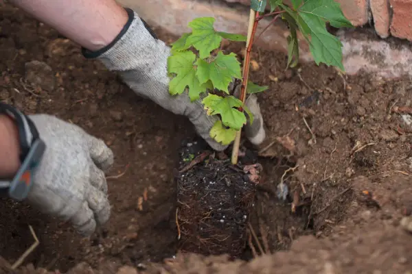 Mains gantées pour planter une jeune vigne dans la terre. Les racines sont visibles, prêtes à s'enraciner.