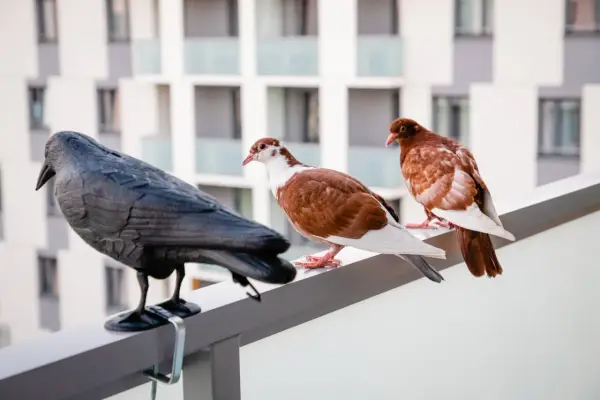 Gołębie na balustradzie, obok czarnego ptaka, którego nie lubią.