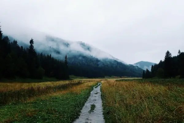 Mgliste Tatry, idealne tatry szlaki na deszczowe dni. Mokra ścieżka prowadzi przez łąkę do lasu, gdzie chmury otulają szczyty.