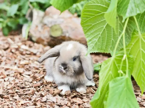 Ein süßer Mini Lop Hase mit Schlappohren sitzt auf Rindenmulch, versteckt unter grünen Blättern.