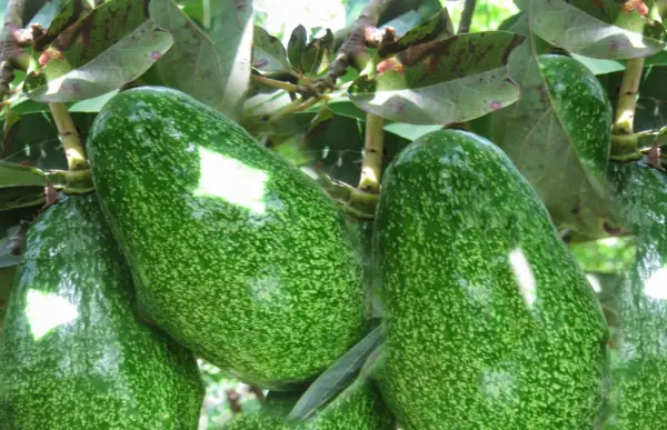 Gros avocats verts, mouchetés, mûrissent sur une branche. C'est là où pousse un avocat.