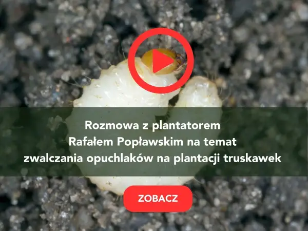 Larwa opuchlaka w ziemi. Rozmowa o skutecznym zwalczaniu opuchlaków na plantacji truskawek. Zobacz!