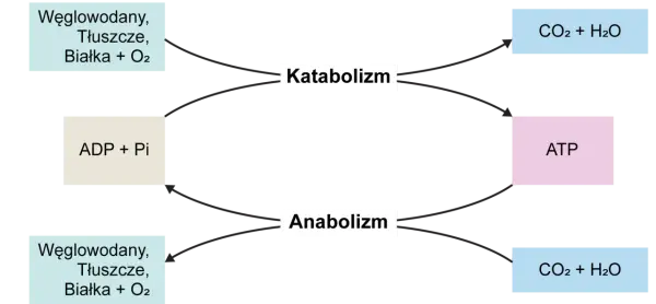 ATP - Czym jest i dlaczego nazywamy go biologiczną gotówką?