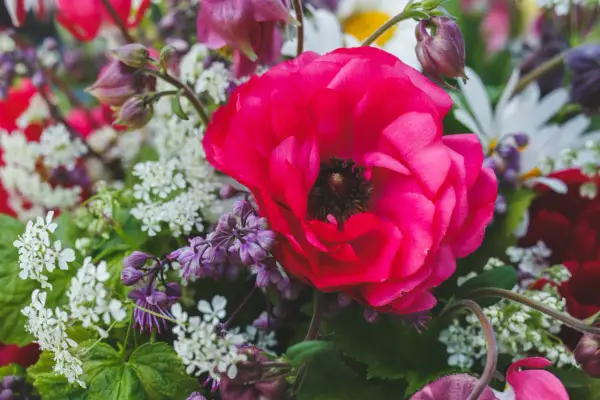 En stor, ceriserosa ranunkel dominerar en bukett med vita och lila blommor. Tänk att plantera ranunkel för att få denna färgexplosion i din trädgård.