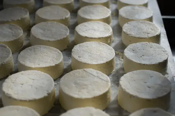 Ricotta w kuchni włoskiej - Jak jej używać bez błędów?