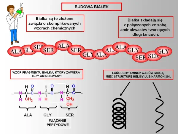 Schemat budowy białek: łańcuch aminokwasów (ALA, GLY, SER) tworzy wiązania peptydowe, a cały pierwiastek w białku może przyjmować strukturę helisy.