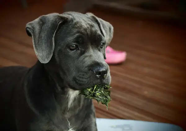Młody cane corso italiano z trawą w pysku, siedzący na drewnianym tarasie.