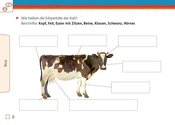 Kuh mit beschrifteten Körperteilen für die Grundschule. Hier lernen Kinder etwas über Nutztiere.
