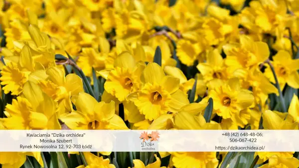 Wiosenny bukiet żółtych żonkili i narcyzów. Kwiaty z kwiaciarni "Dzika orchidea" w Łodzi.