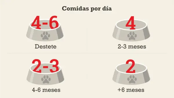 Un cachorro de 2 meses come 4 veces al día. La imagen muestra cuántas comidas diarias necesita un perro según su edad.