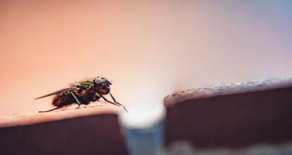 Skuteczne metody na muchy w ogrodzie – naturalne, chemiczne i profilaktyka