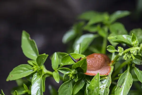 Lumaca marrone su foglie di basilico mangiucchiato.