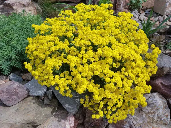 Un buisson de corbeille d'or éclatant, parsemé de petites fleurs jaunes vives, se dresse fièrement parmi des rochers gris et bruns.