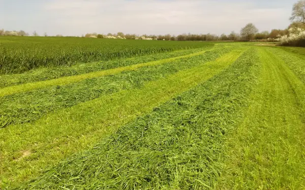 Champs de verdure coupée en rangées, prêts pour le conservateur ensilage herbe. Le soleil éclaire les brins d'herbe fraîchement fauchée.