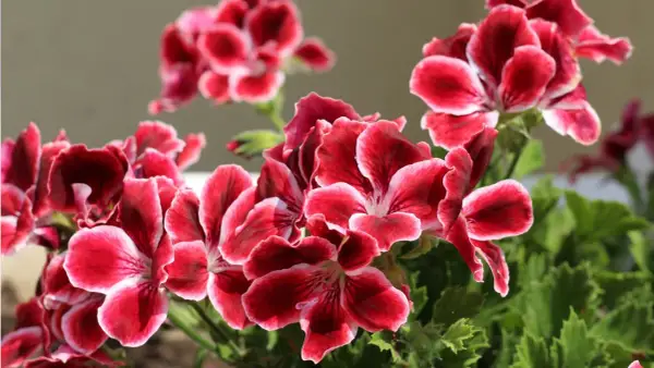 Piękne, karminowe kwiaty pelargonii królewskiej z białymi brzegami płatków, w pełnym rozkwicie.