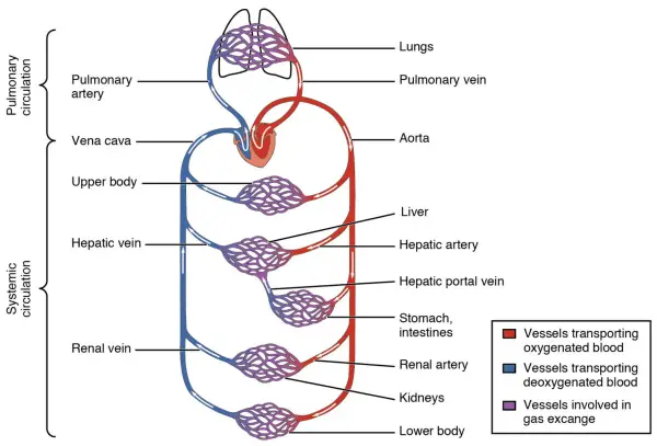Schema des Herz-Kreislauf-Systems: Lungen, Herz, Aorta, Leber, Nieren, Magen, Darm und Körperteile. Rote Gefäße transportieren sauerstoffreiches, blaue sauerstoffarmes Blut.