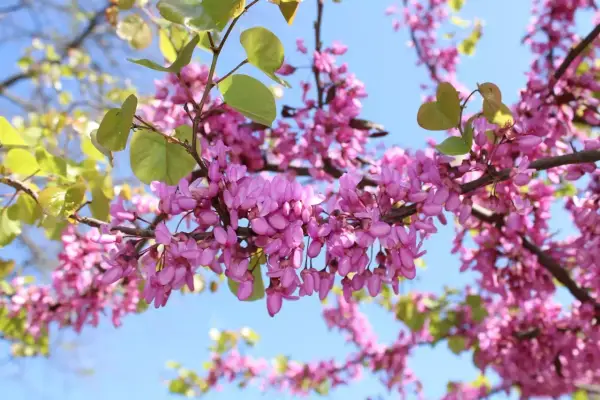 Rameaux d'un arbre de Judée en pleine floraison, avec des grappes de fleurs roses vives et quelques feuilles vertes tendres, sous un ciel bleu clair.