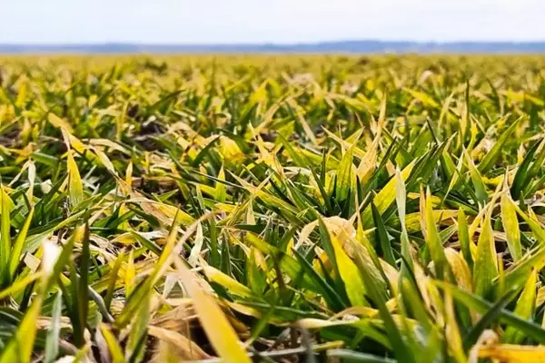 Pole jęczmienia z widocznymi objawami żółtej karłowatości. Liście są zielono-żółte, niektóre brązowe, a rośliny są wyraźnie niższe.