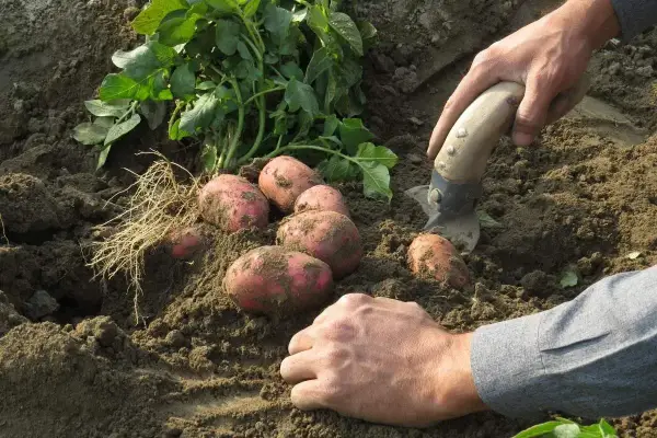 Récolte de pommes de terre fraîchement sorties de terre. Les tubercules rouges et la terre meuble témoignent d'une belle plantation.