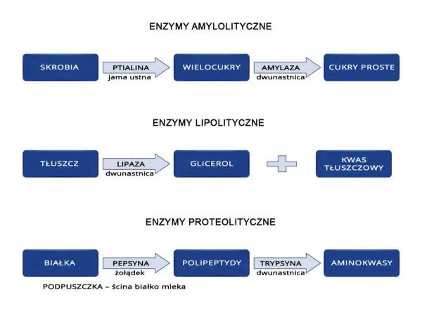 Schemat trawienia: skrobia -> wielocukry -> cukry proste; tłuszcz -> glicerol + kwas tłuszczowy (gdzie są trawione tłuszcze); białka -> polipeptydy -> aminokwasy.