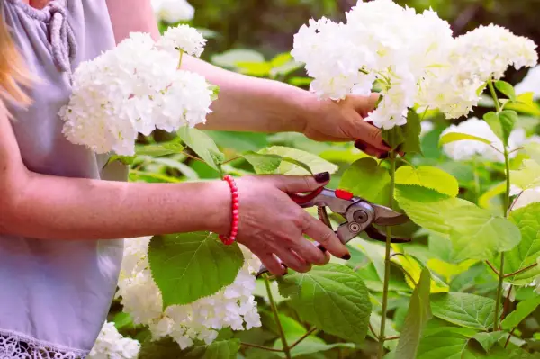 Frau schneidet mit einer Gartenschere weiße Hortensien. Die Blüten sind üppig und weiß, die Blätter grün.