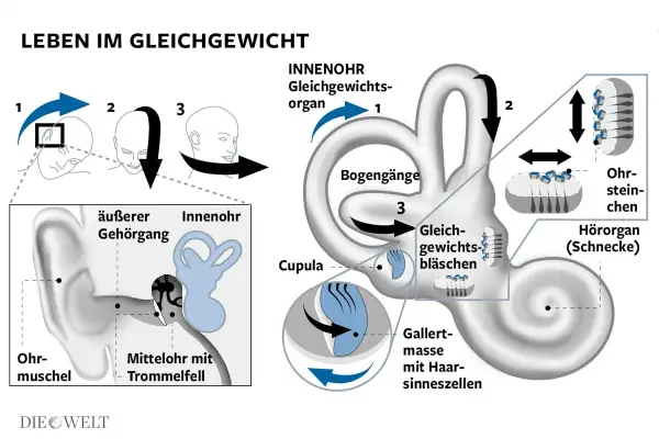 Das Gleichgewichtsorgan im Innenohr erklärt, wie Bewegungen und Ohrsteinchen für unser Gleichgewicht sorgen. Störungen können zu Gleichgewichtsstörungen führen.