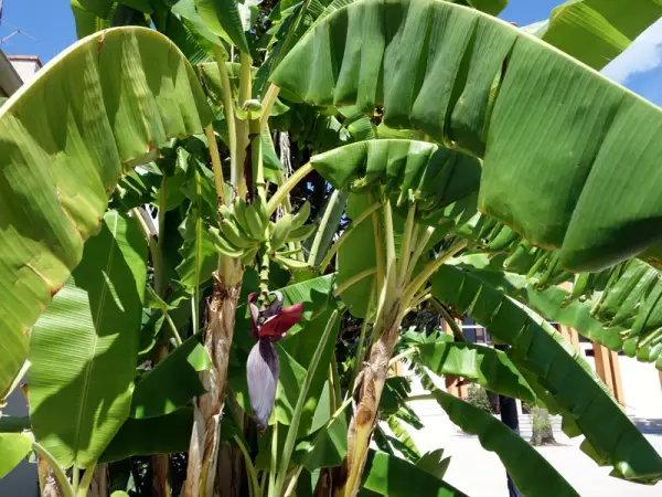 Un bananier extérieur luxuriant avec des feuilles vertes vibrantes et une fleur de bananier pourpre. De petites bananes vertes commencent à se former.