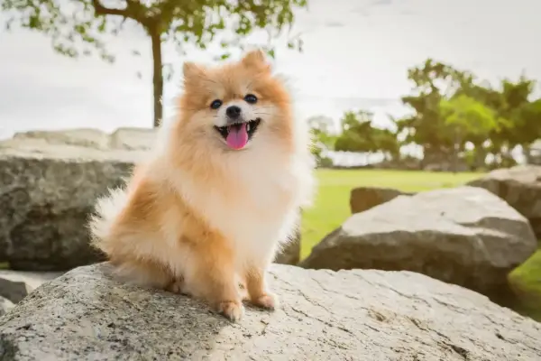 Un adorable spitz nain, joyeux et plein de vie, assis sur des rochers. Parfait pour découvrir les spitz nain avantages et inconvénients.