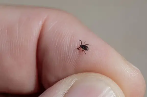 Kleszcz u dziecka: kiedy antybiotyk jest naprawdę konieczny?
