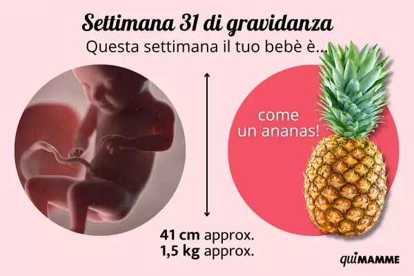 A 31 settimane di gravidanza, il tuo bebè è grande come un ananas, lungo circa 41 cm e pesa 1,5 kg.