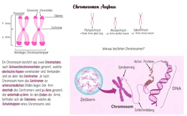Ein männliches Chromosomenpaar mit p- und q-Armen, Centromer und Telomeren. Daneben verschiedene Chromosomenformen und die DNA-Struktur.