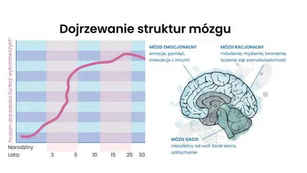 Wykres pokazuje rozwój funkcji wykonawczych u dziecka neurotypowego. Obok ilustracja mózgu z zaznaczonymi obszarami: gadziego, emocjonalnego i racjonalnego.