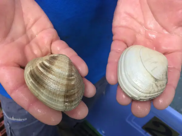 Manos sostienen dos tipos de almejas: una con rayas marrones y otra blanca.