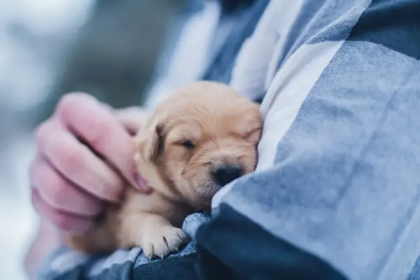 Umowa adopcyjna psa prywatnie: Wzór i kluczowe zasady