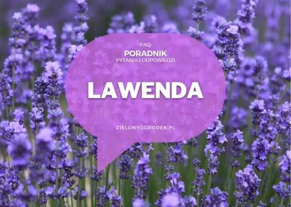 Pole lawendy, na którym widnieje napis "LAWENDA" i informacja o poradniku. Poznaj różne lawenda odmiany.