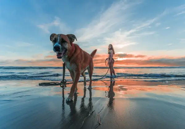 Perro feliz en la playa para perros Alicante, con una chica en bikini al atardecer.