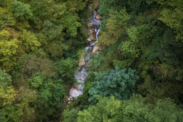 Un ruscello serpeggia tra la lussureggiante vegetazione della valle dell'Orfento, con alberi fitti e rocce bagnate.